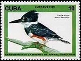 Colnect-2458-896-Belted-kingfisher-Ceryle-alcyon.jpg