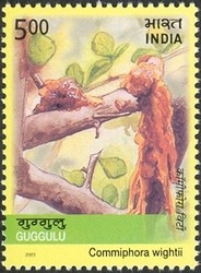 Colnect-540-485-Medicinal-Plants-of-India---Guggulu-Commiphora-wightii.jpg