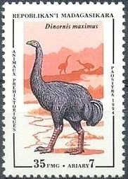 Colnect-821-341-Dinornis-maximus.jpg