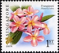 Colnect-1684-865-Frangipani-Plumeria-rubra.jpg