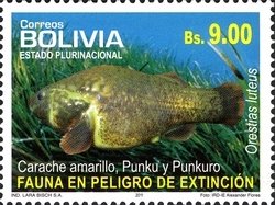 Colnect-1415-649-Pupfish-Orestias-luteus.jpg