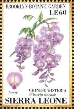 Colnect-4207-969-Chinese-Wisteria-Wisteria-sinensis.jpg