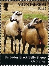 Colnect-1524-127-Barbados-Blackbelly-Sheep-Ovis-ammon-aries.jpg