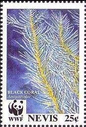Colnect-1646-441-Black-Coral-Antipathidae.jpg