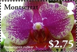 Colnect-1524-023-Phalaenopsis-cultivar.jpg