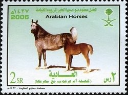 Colnect-1729-700-Arabian-Horse-%E2%80%9EKahilan-om-Arqoob%E2%80%9C-Equus-ferus-caballus.jpg