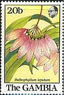 Colnect-2338-561-Bulbophyllum-Lepidum.jpg