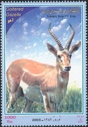 Colnect-1003-273-Persian-Gazelle-Gazella-subgutturosa-Male.jpg