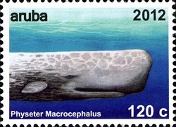 Colnect-1622-503-Sperm-Whale-Physeter-macrocephalus.jpg