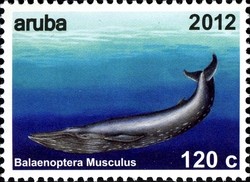 Colnect-1622-504-Blue-Whale-Balaenoptera-musculus.jpg