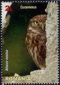 Colnect-1935-701-Little-Owl-Athene-noctua.jpg