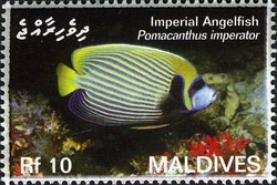 Colnect-2362-910-Emperor-Angelfish-Pomacanthus-imperator.jpg