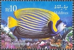 Colnect-961-972-Emperor-Angelfish-Pomacanthus-imperator.jpg