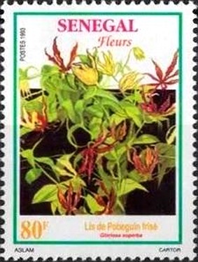 Colnect-2569-127-Glory-Lily-Gloriosa-superba.jpg