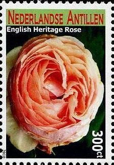 Colnect-4563-019-English-Heritage-Rose.jpg