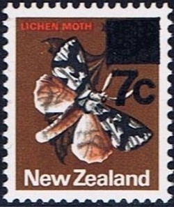 Colnect-951-836-South-Island-Lichen-Moth-Declana-egregia.jpg