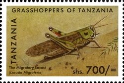 Colnect-1696-301-Migratory-Locust-Locusta-migratoria.jpg
