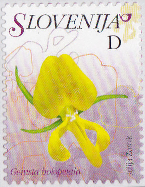 Colnect-3011-585-Flowers-of-Slovenia---Genista-holopetala.jpg