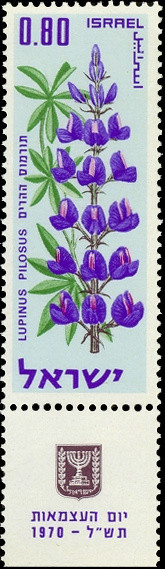 Colnect-2597-973-Lupinus-Pilosus.jpg