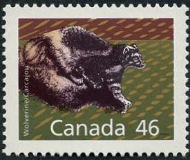 Colnect-2824-650-Wolverine-Gulo-gulo.jpg