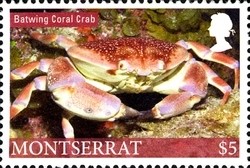Colnect-1524-078-Batwing-Coral-Crab-Carpilius-corallinus.jpg