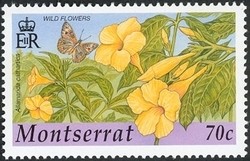 Colnect-1530-063-Yellow-Allamanda-Allamanda-cathartica.jpg