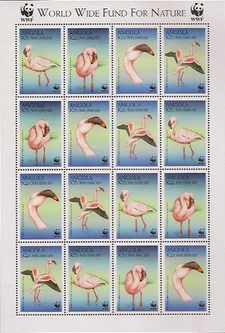 Colnect-4257-082-Lesser-Flamingo-Phoeniconaias-minor.jpg