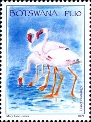 Colnect-962-111-Lesser-Flamingo-Phoeniconaias-minor.jpg