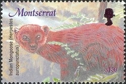 Colnect-1530-024-Small-Asian-Mongoose-Herpestes-javanicus.jpg