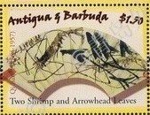Colnect-3598-121-Two-shrimp-and-arrowhead-leaves.jpg