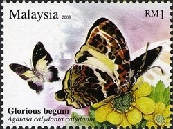 Colnect-1437-431-Glorious-Begum-Agatasa-calydonia-calydonia.jpg
