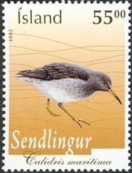 Colnect-1126-631-Purple-Sandpiper-Calidris-maritima.jpg