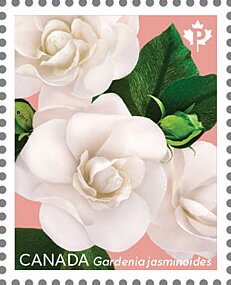 Colnect-5594-235-Gardenias-Pink-Background.jpg