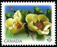Colnect-2416-800-Magnolia--Yellow-bird-.jpg