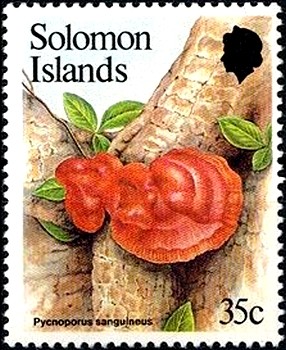 Colnect-2897-355-Pycnoporus-sanguinius.jpg