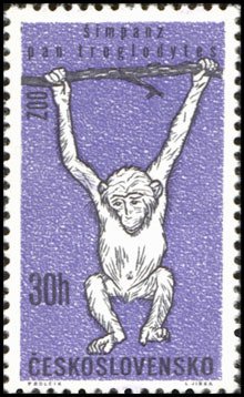 Colnect-441-143-Chimpanzee-Pan-troglodytes.jpg