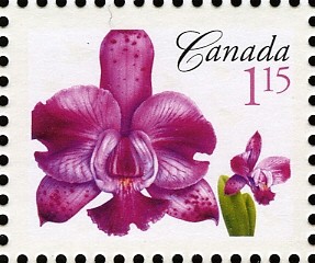 Colnect-765-308-Cattleya-Memoria-Evelyn-Light-synLaeliocattleya-Memoria-Ev.jpg