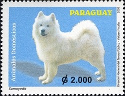 Colnect-1708-081-Samoyed-Dog-Canis-lupus-familiaris.jpg