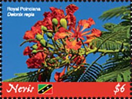 Colnect-5664-367-Royal-Poinciana-Delonix-regia.jpg