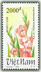 Colnect-1656-468-Salmon-gladioli-Gladiolus-hybridus-Hort.jpg