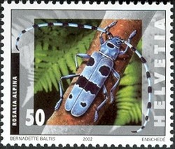 Colnect-527-435-Rosalia-Longicorn-Rosalia-alpina.jpg