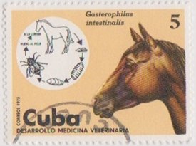 Colnect-1476-495-Horse-Bot-Fly-Gasterophilus-intestinalis-Horse-Equus-fer.jpg