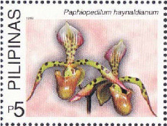 Colnect-2905-391-Paphiopedilum-haynaldianum.jpg