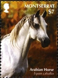Colnect-1524-131-Arabian-Horse-Equus-ferus-caballus.jpg