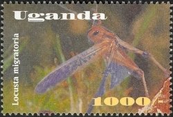 Colnect-1714-446-African-Migratory-Locust-Locusta-migratoria.jpg