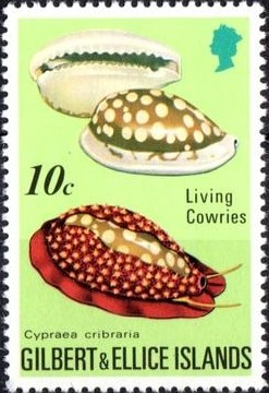 Colnect-2244-469-Sieve-Cowry-Cypraea-cribraria.jpg