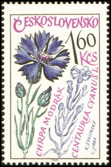 Colnect-438-642-Cornflower-Centaurea-cyanus.jpg