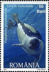 Colnect-761-969-Harp-Seal-Pagophilus-groenlandicus.jpg