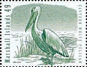 Colnect-2977-533-Eastern-White-Pelican-Pelecanus-onocrotalus.jpg