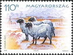 Colnect-497-952-Zygaya-Sheep-Ovis-aries-strepsiceros.jpg